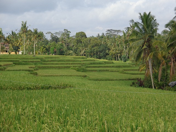 Arrozal - Actividades en Bali