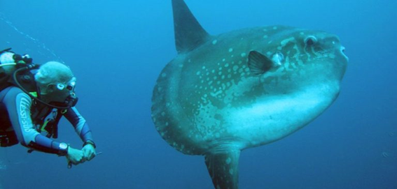 Buceo en Bali2 - Buceo en Bali