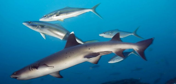 Buceo en Bali4 - Buceo en Bali