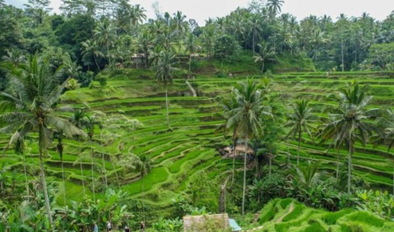 Senderismo por bali - Senderismo por los arrozales de Bali
